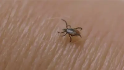 Invasive, disease-carrying tick found in Maine, the farthest northeast it has been spotted