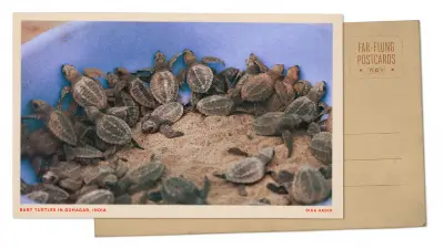 Greetings from Guhagar, India, where newly hatched turtles get some help into the sea