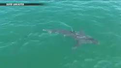 Great white sharks head north, following seals and alarming beachgoers