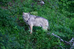 A battle is unfolding in Europe over the future of wolves