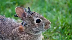 Wild rabbits spotted with strange 'horn-like' growths sprouting from their heads