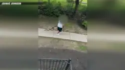 MSPCA investigating shocking video of dog being hit with leash in Dorchester